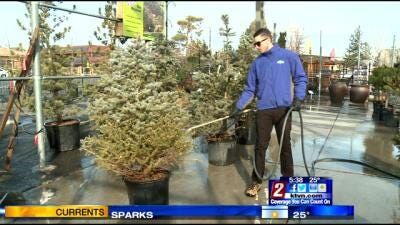 Importance of Winter Watering