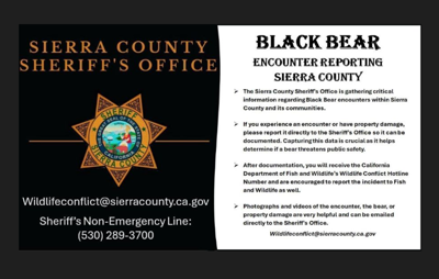 Sierra County Black Bear Encounters