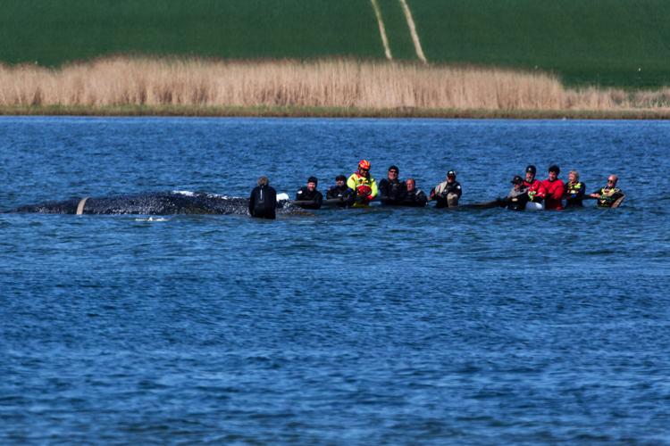 Germany Whale Rescue