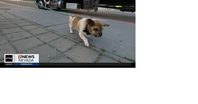 Pup Crawl Coming to Reno's Downtown Riverwalk District This Weekend - Vimarsana News