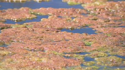 Residents Concerned About Red Algae at Swan Lake; County Gets Sample Results Back