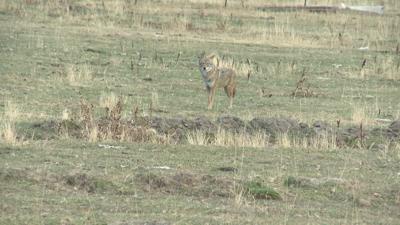 Multiple Coyote Conflicts Reported Since January
