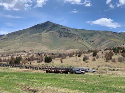 28th Annual Reno Rodeo Cattle Drive