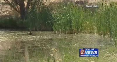 Washoe County Health District Asking for Mosquito Abatement Funds