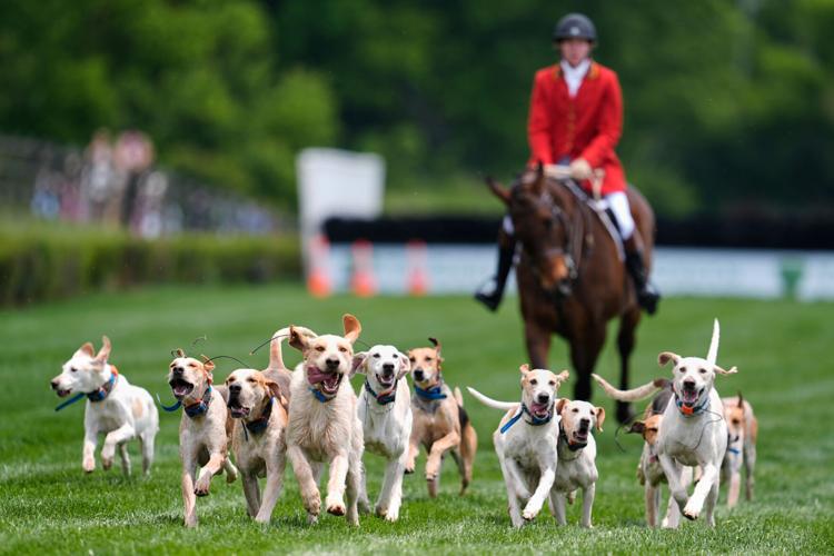 Iroquois Steeplechase Foxhounds