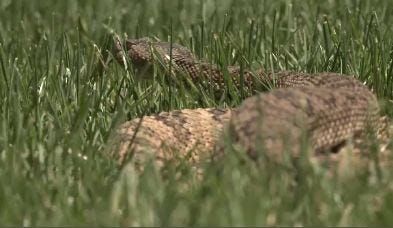 Drought's Impact on Snakes