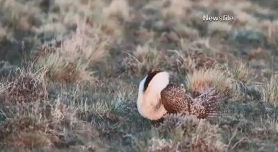 Judge Orders U.S. to Revive Public Role in Energy Lease Sales