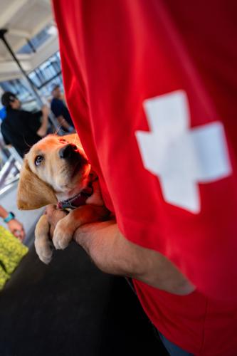 Palisades Tahoe New Avalanche Rescue Dog - Meet Binny