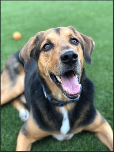 Pet of the Week: Hank
