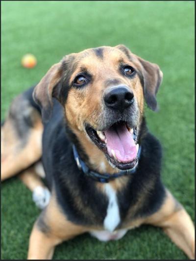 Pet of the Week: Hank