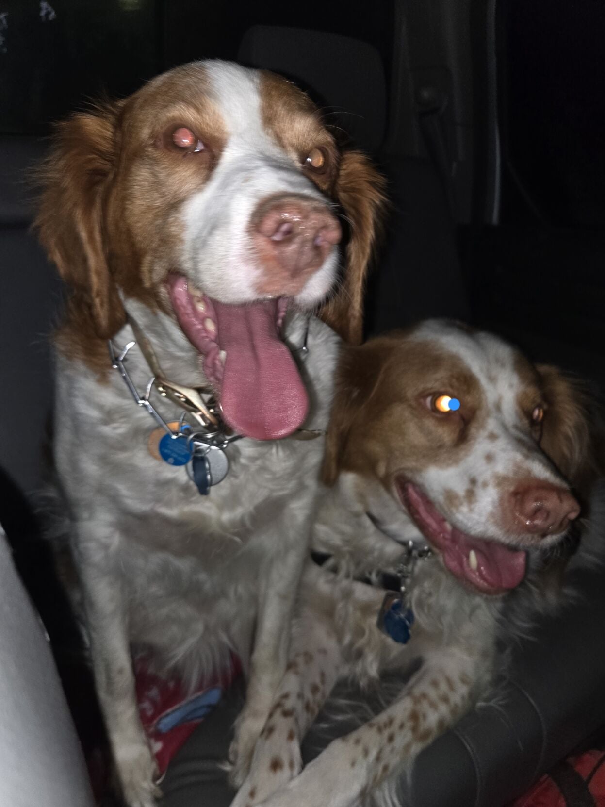 Paris and Rocky