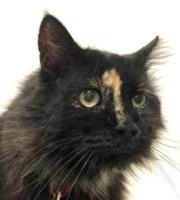 Pet of The Week: Little Boy