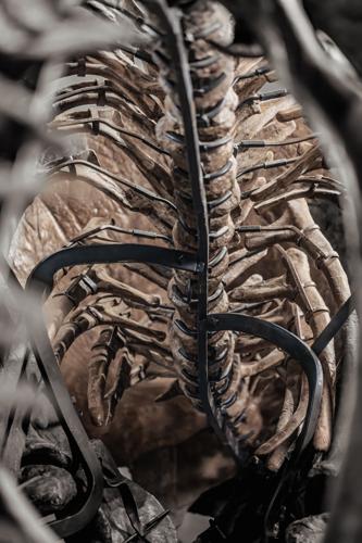 Triceratops Skeleton Auction