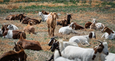Goats grazing in Sparks