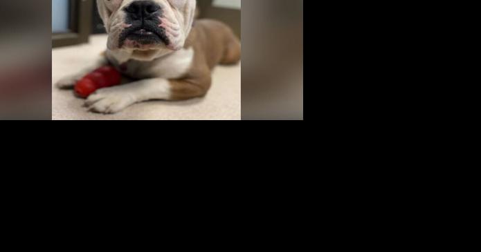 Truckee Police Department Adopts New Dog for Community Outreach - Vimarsana News