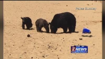 Family of Bears Goes Swimming at Lake Tahoe