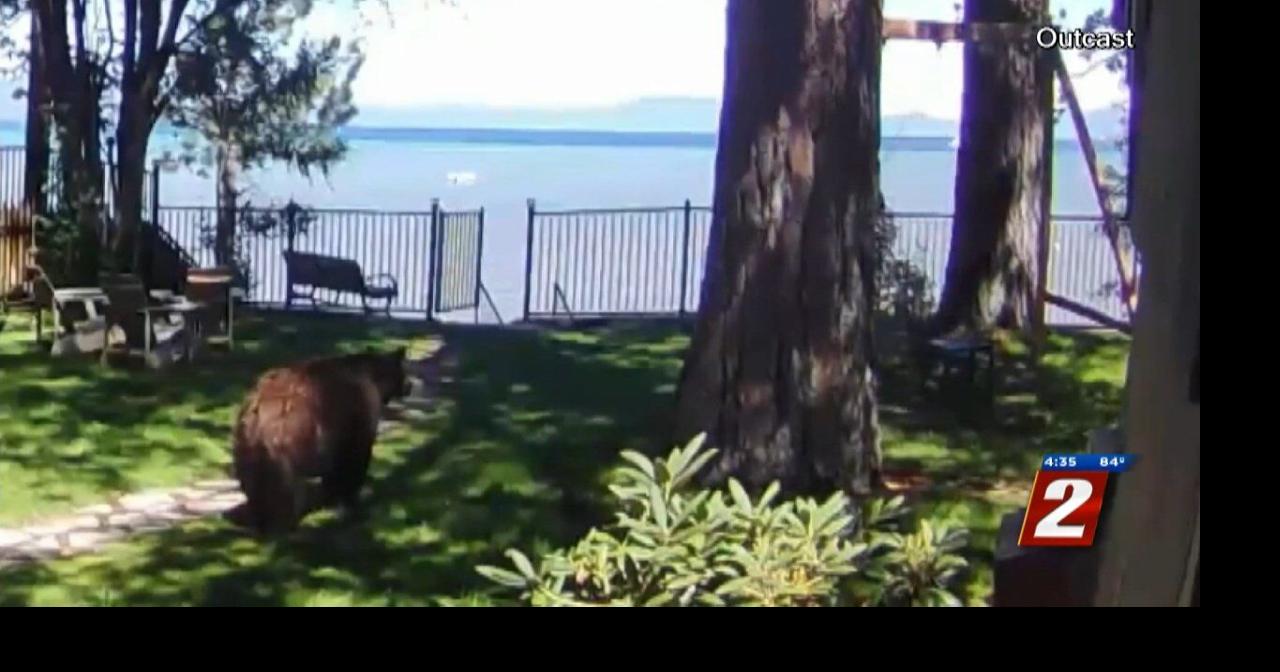 Bears Storing Up on Food for Hibernation Prep Local News