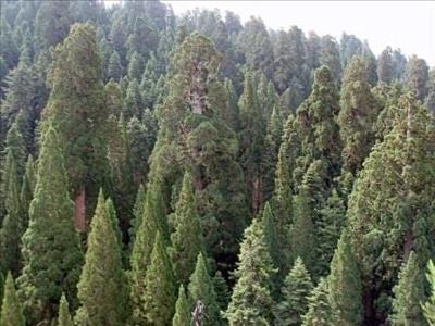 Forest Thinning to Happen in the Humboldt-Toiyabe National Forest