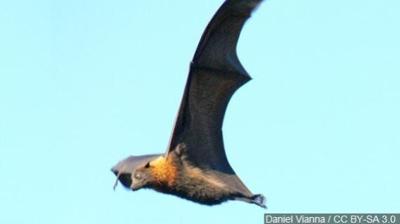 Nevada Dept.of Ag Reports Eight Cases of Rabies From Bats
