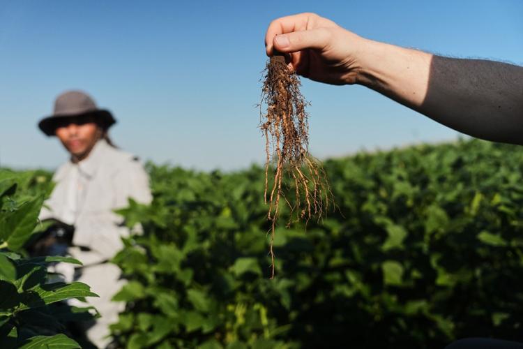 Climate Roots Carbon Capture
