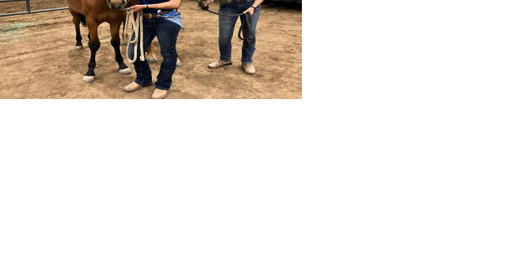 4-H youth and Bureau of Land Management to host horse adoption auction - Vimarsana News