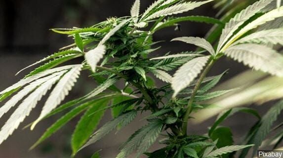 California Senate OKs Special Banks for Marijuana Retailers