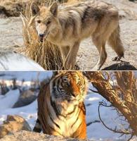 Barbiturate Source Confirmed in Animal Ark Deaths
