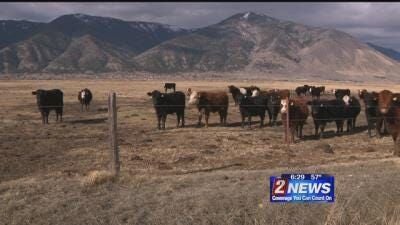 Eagles & Agriculture Returns To Carson Valley