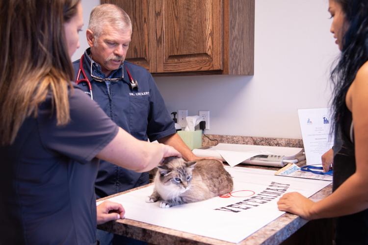 Screwworm Pets What to Know