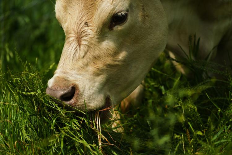Climate Solar Farm Cattle