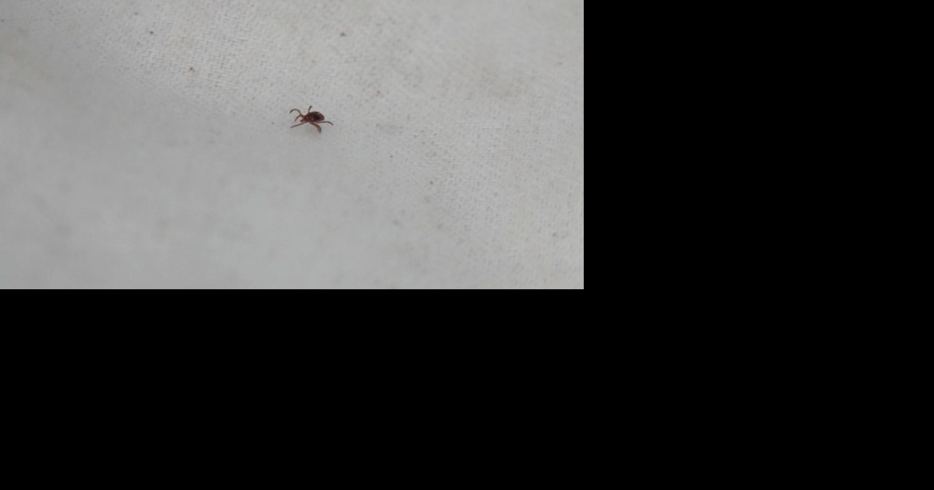 Pets can get sick from ticks, too