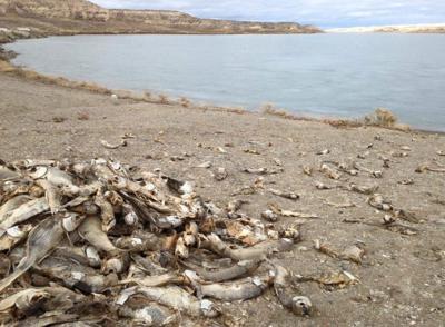NDOW: Drought, Algae Bloom Blamed for Reservoir's Dead Fish