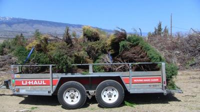 Area Homeowners Urged to 'Junk the Junipers' Saturday