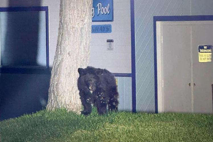 Mineral County Bear 2.JPG