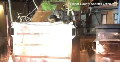 Bear Activity on the Rise As Hibernation Nears