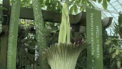 Corpse Flower Could Come To The Wilbur D. May Arboretum