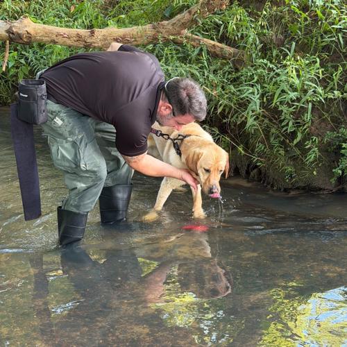 El Dorado Sheriff's Office K9 Cooper 3.jpg