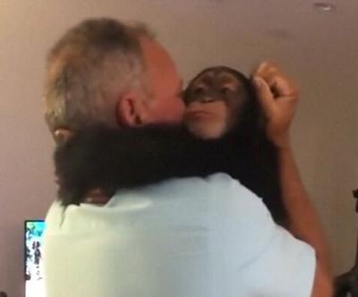 Chimp Goes Bananas at Reunion With Foster Parents