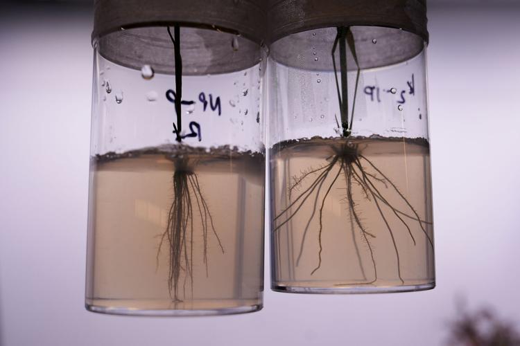 Climate Roots Carbon Capture