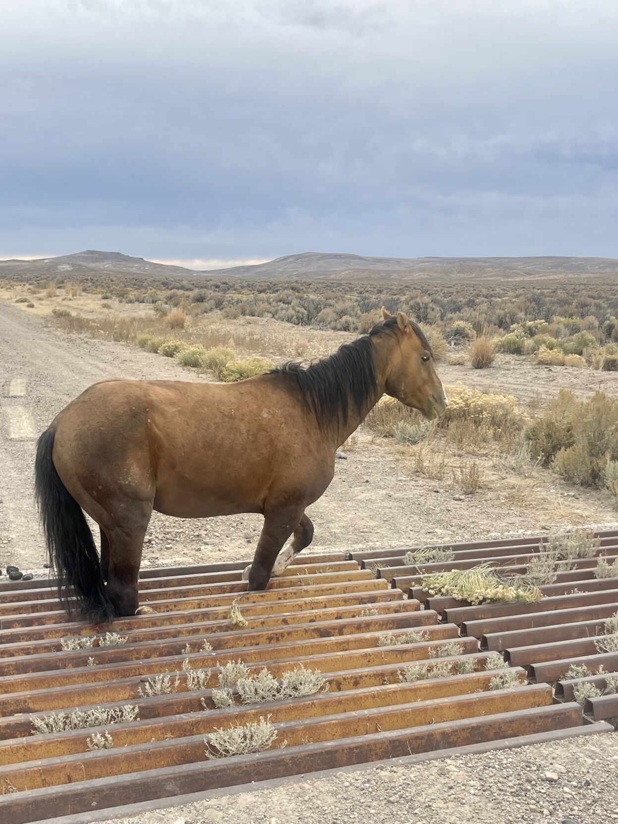 HorseCattleGuard3.jfif