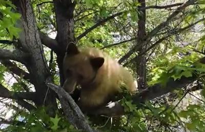 bear in tree.JPG