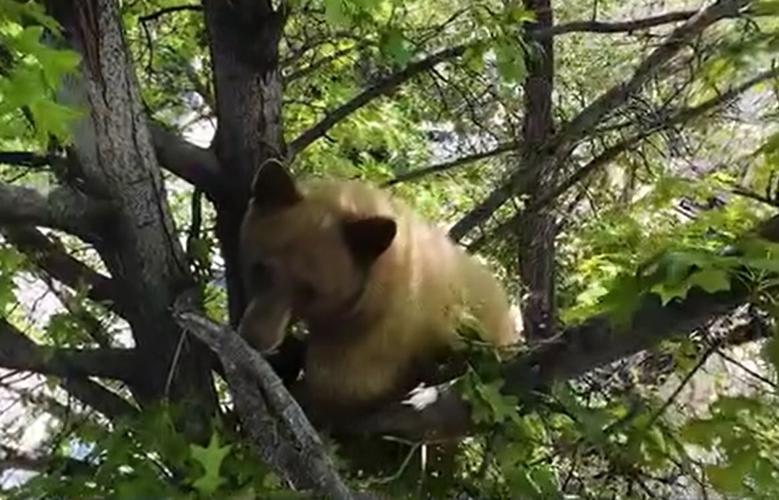 bear in tree.JPG
