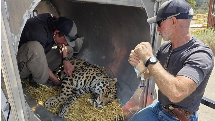 Animal Ark wildlife evacs .jpg
