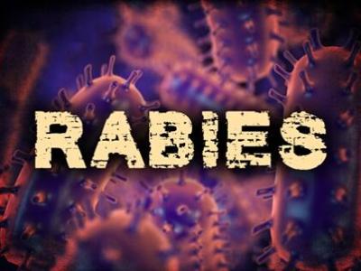 Bat Tests Positive for Rabies at Auburn State Recreation Area
