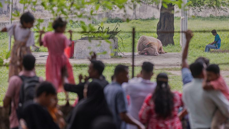 Bangladesh Buffalo Trump
