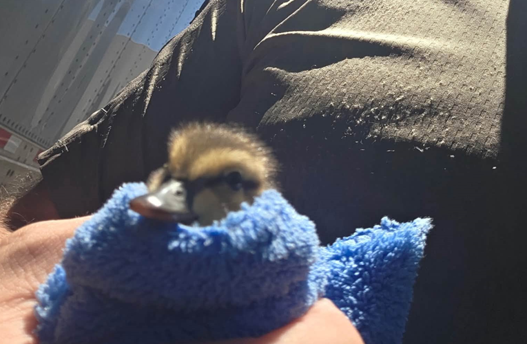 Storey County duck rescue 1
