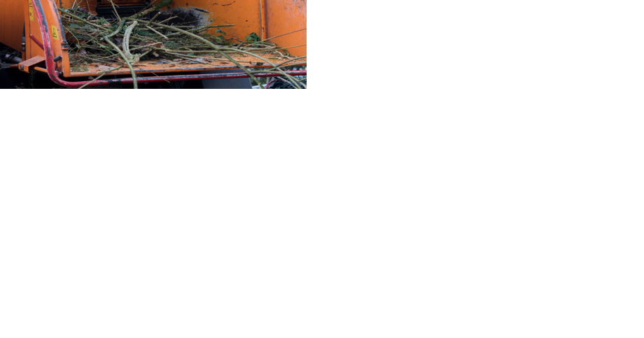 Washoe County, Carson City open collection sites for fallen tree limbs - Vimarsana News