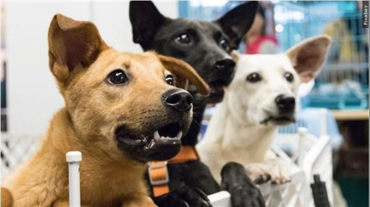 Dogs