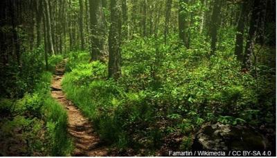 Appalachian Trail Attack Leads To Revised Safety Website