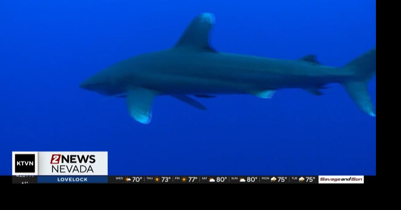 Real-time shark alert system | National News | 2news.com